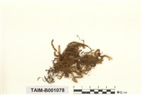 藏品(短枝擬平苔)的圖片